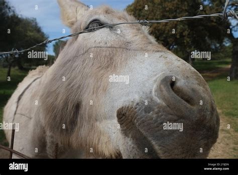 donkey touching electric fence